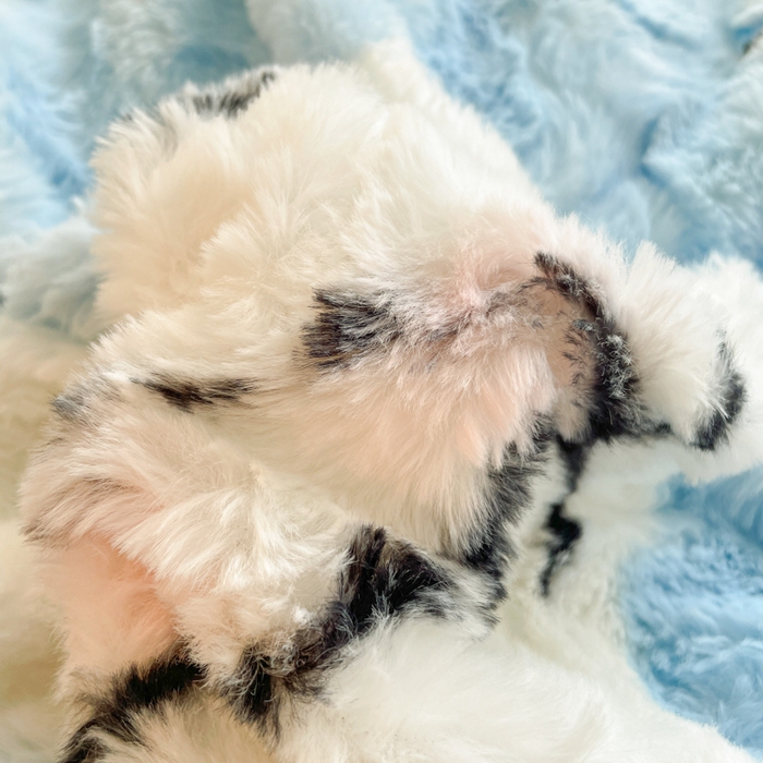 91家纺网 家纺一手货源 找家纺 安哆啦家纺 2024新款加厚9斤印花獭兔毛绒兔兔绒剪花刷花牛奶绒四件套 甜心小白