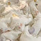 91家纺网 家纺一手货源 找家纺 艾米+ 2023新款婴幼儿竹纤维豆豆被 气球兔兔