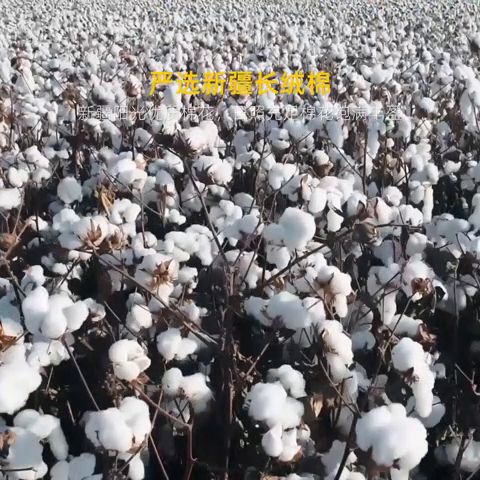 91家纺网 家纺一手货源 找家纺 （总）易睡 2025新款A类水洗棉新疆棉花被子母被