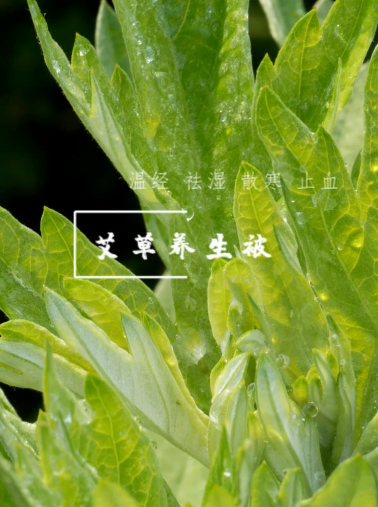 91家纺网 家纺一手货源 找家纺 妙赞2025新款水洗真丝艾草艾绒羽丝棉被被子被芯 白色