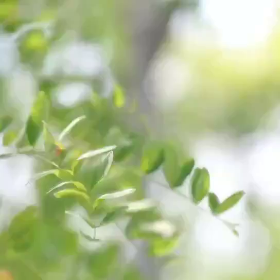 91家纺网 家纺一手货源 找家纺 文黛家居 2025新款-植物羊绒大版花四件套 花锦世界