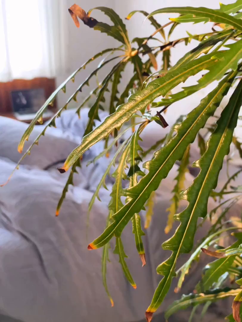 91家纺网 家纺一手货源 找家纺 亿梵家居 2025秋冬新款A类全消光牛奶绒立体5D雕花绒四件套-风格一 （提供买家秀） 芭提雅-香芋紫