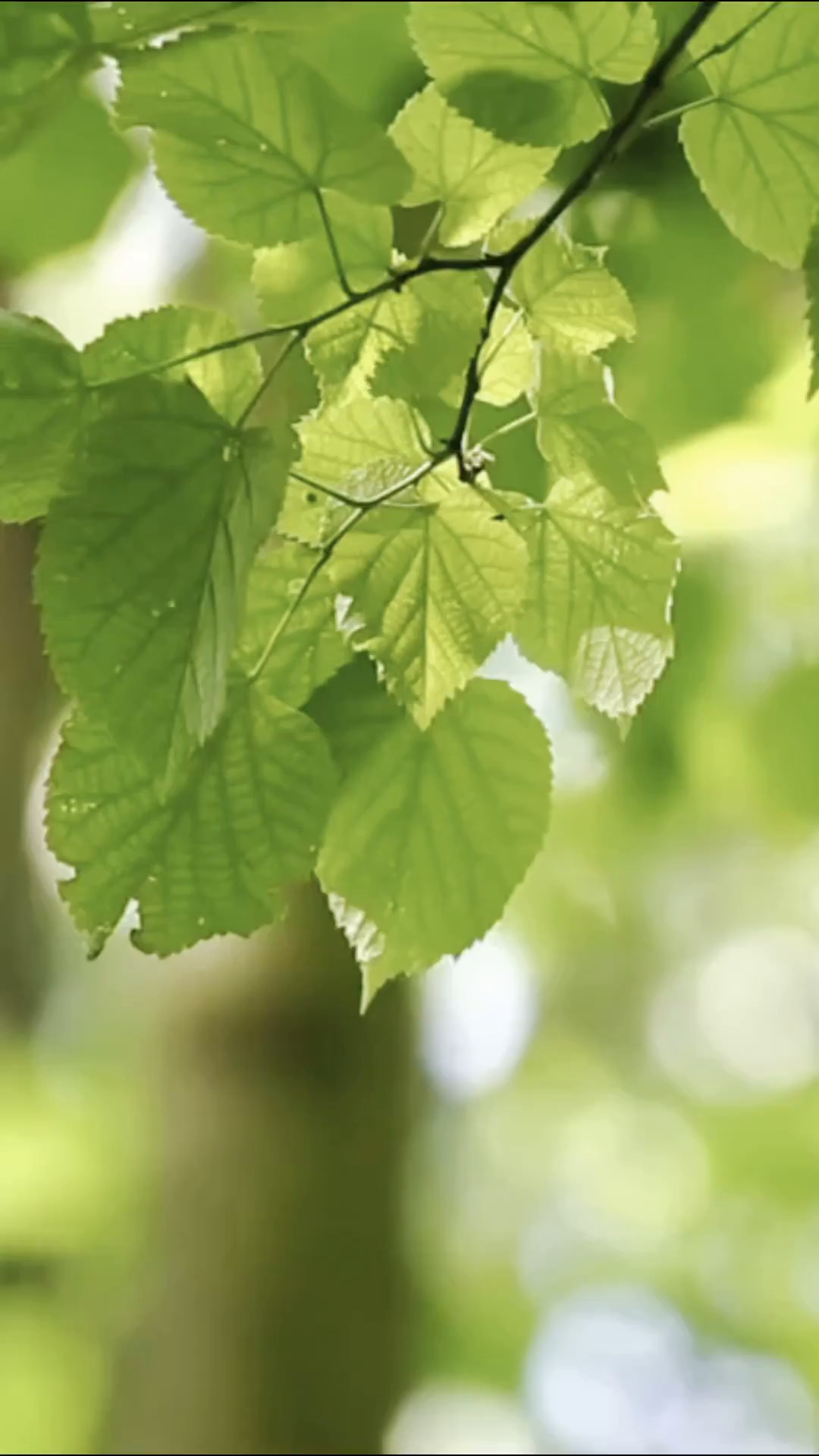 91家纺网 家纺一手货源 找家纺 益利多 2025新款牛奶绒毛毯午睡毯空调毯子珊瑚绒毛毯200克毯子可压缩跨境 太空熊