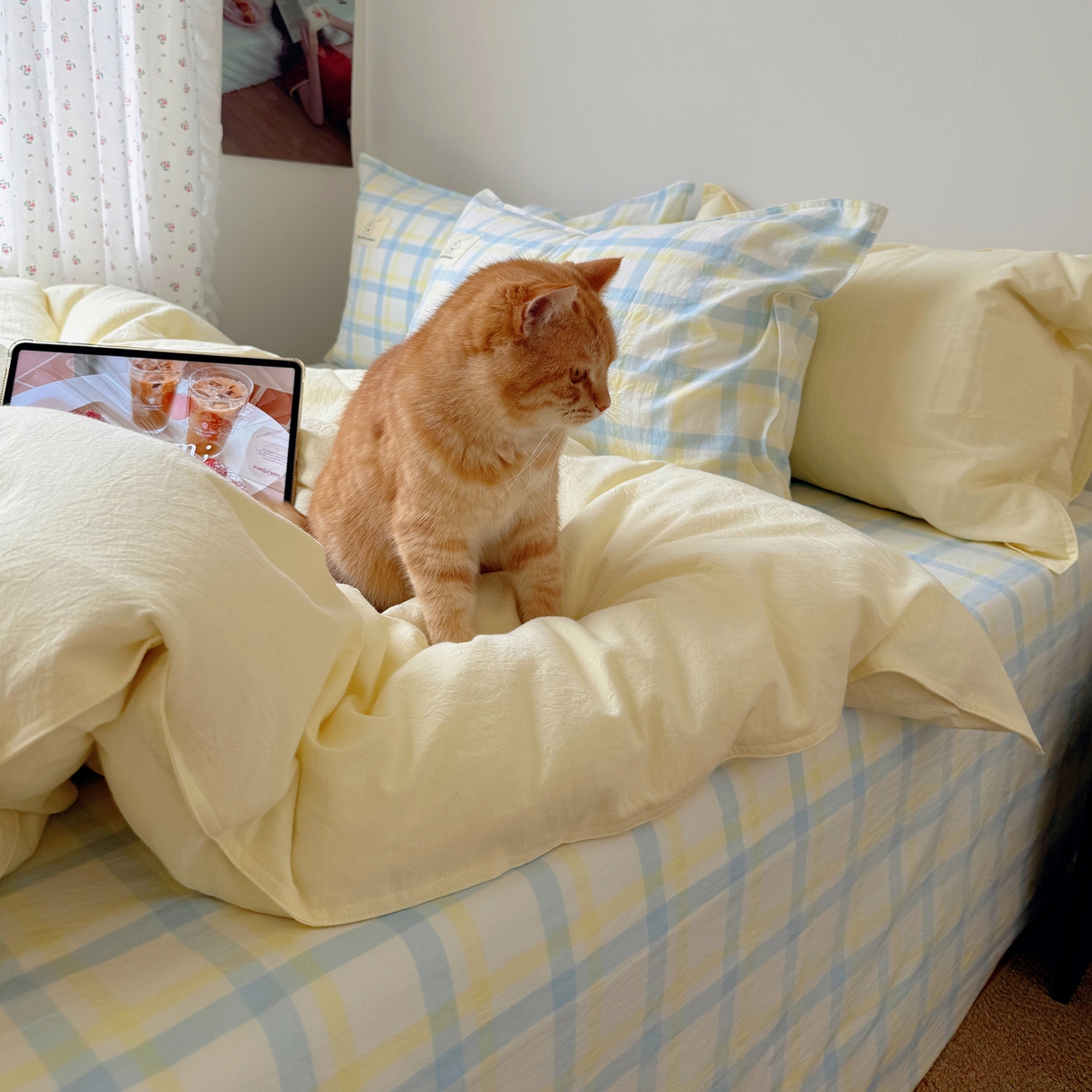 91家纺网 家纺一手货源 找家纺 觅糖家纺 2026新款ins水洗棉全棉纯棉格子款双针款四件套（会员-5） ins晴天蓝格