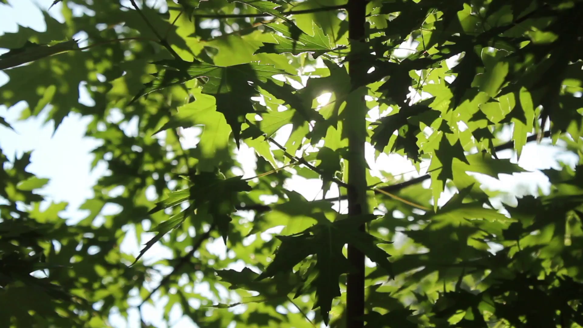 91家纺网 家纺一手货源 找家纺 （总）小牛席业 2026新款绣花古藤凉席【双面席】凉席藤席冰藤席竹席空调席草席冰丝席豆豆席乳胶席三件套