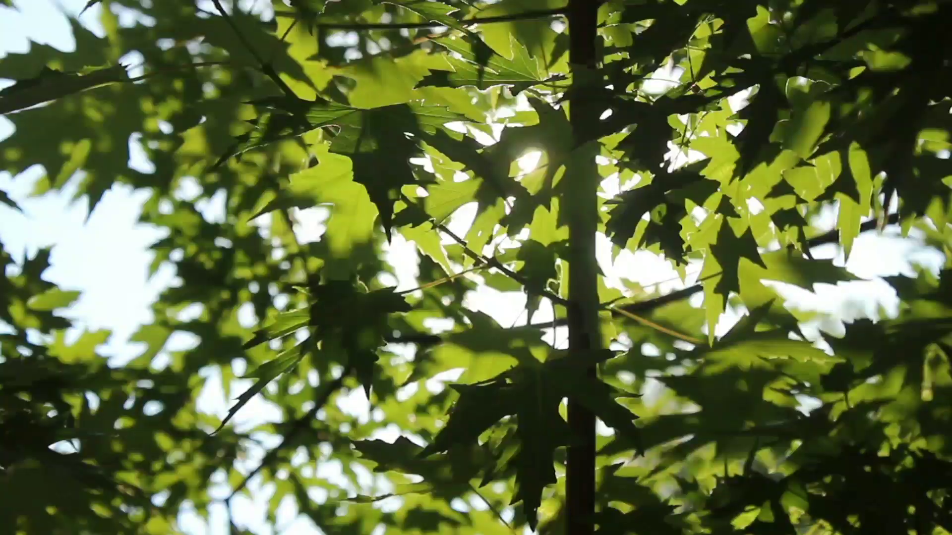 91家纺网 家纺一手货源 找家纺 （总）小牛席业 2026新款刺绣古藤席【常规款】藤席凉席冰藤席冰丝席乳胶席