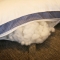91家纺网 家纺一手货源 找家纺 沃兰国际 全棉决明子网面透气安睡按摩枕芯助眠枕头