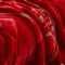 91家纺网 家纺一手货源 找家纺 法莱妮2023新款拉舍尔毛毯学生毯双层加厚毛毯冬季 玫瑰情深