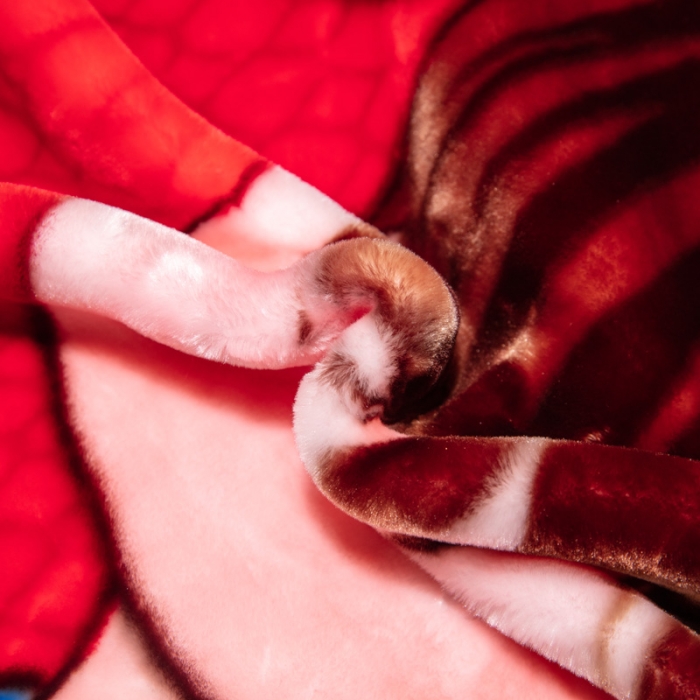 91家纺网 家纺一手货源 找家纺 凯轩毛毛毯毯子 2024新款婚庆云毛毯毯子 情谊浓浓