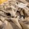 91家纺网 家纺一手货源 找家纺 （总）金奇达 2022新款双层加厚保暖大版卡通拉舍尔毛毯