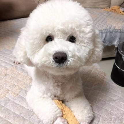 （总）独立商家枕芯