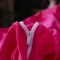 91家纺网 家纺一手货源 找家纺 （总）凡庭家纺  蕾丝系列四件套蕾丝公主