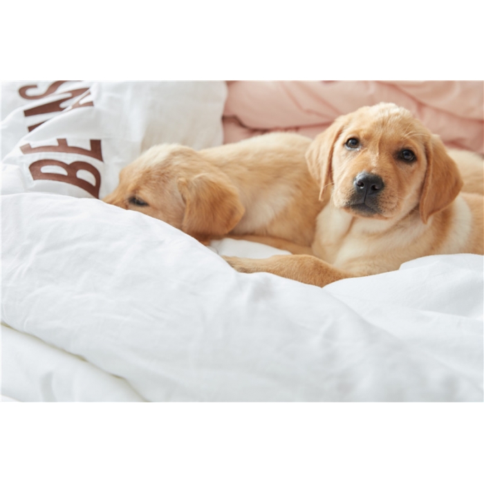 91家纺网 家纺一手货源 找家纺 （总）918家纺 i want全棉磨毛冬被