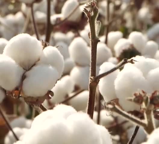 91家纺网 家纺一手货源 找家纺 （总）老张新疆棉花被 2023新款柔软舒适被新疆全棉花冬被