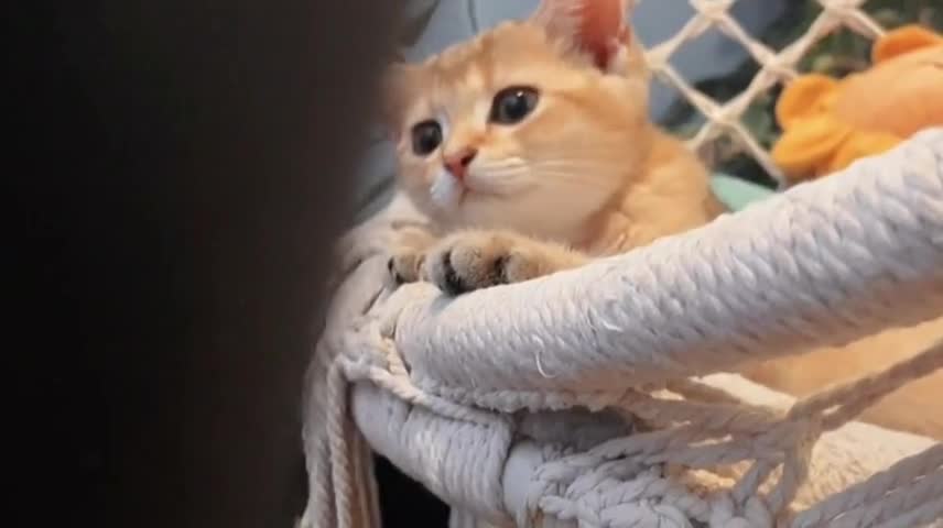 91家纺网 家纺一手货源 找家纺 梵克保罗 2024新款秋冬婴儿绒卡通轻奢刺绣四件套 火烈鸟-黄